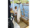 Pemancing yang beruntung - Ikan Tuna, 1.6 m, 36 kg
