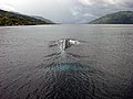 Whale in the Kalabahi Bay