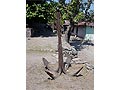 Anchor in Alor Besar from the Portugese colonial time