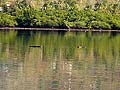 Buaya di teluk Kalabahi