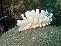 Phyllodesmium pecten