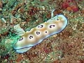 Chromodoris leopardus