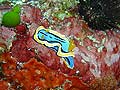 Chromodoris annae