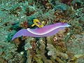 Chromodoris bullocki