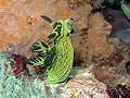 Nembrotha milleri