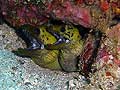 Spot-face morays