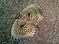 Flying gurnard