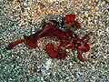 Weedy scorpionfish