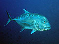 Giant Trevally