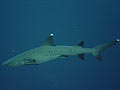 Whitetip Shark