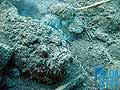 Stonefish