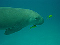 Dugong