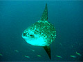 Sunfish