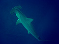 Hammerhead Shark