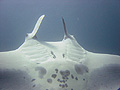 Manta