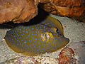 Bluespotted Stingray