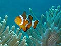 Clark's Anemonefish - Nemo