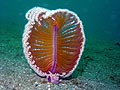 Sea Pens