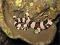 Grey Bamboo Shark