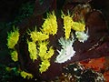 Sea Cucumbers