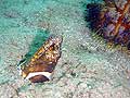 Clown snake eel