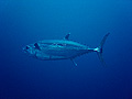 Dogtooth Tuna