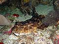 Gebnderter Wobbegong