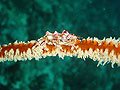 Nudibranche