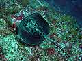 Black spotted Ray