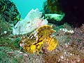 Leaf scorpionfish