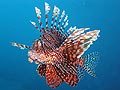 Lion Fish