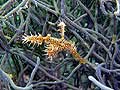 Ornate ghost pipefish