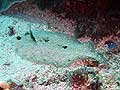 Peacock flounder