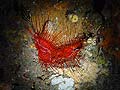 Disco clam Lima scabra