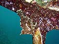 Bristle-tail filefish