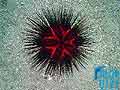 Sea Urchin