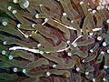 Mushroom-coral pipefish