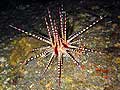 Sea Urchin