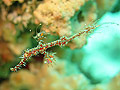 Ghost pipefish