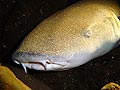 Nurse Shark