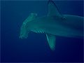 Hammerhead Shark