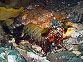 Mantis Shrimp