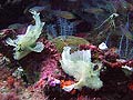 Leaf scorpionfish