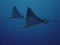 Eagle Ray