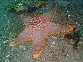 Sea Star