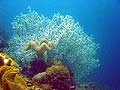 Sea Fan