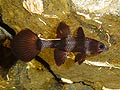 Paddlefish cardinalfish